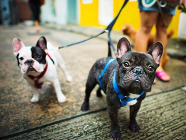 7 animale care chiar iubesc vara