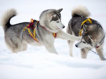 12 animale simpatice care se bucura de iarna mai mult decat tine