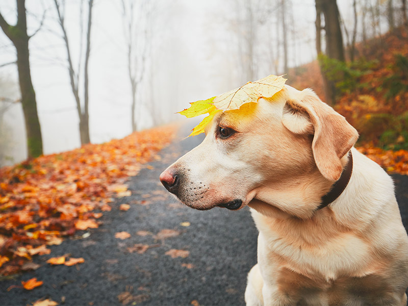 11 Animale Simpatice Care Nu Se Mai Satura De Toamna