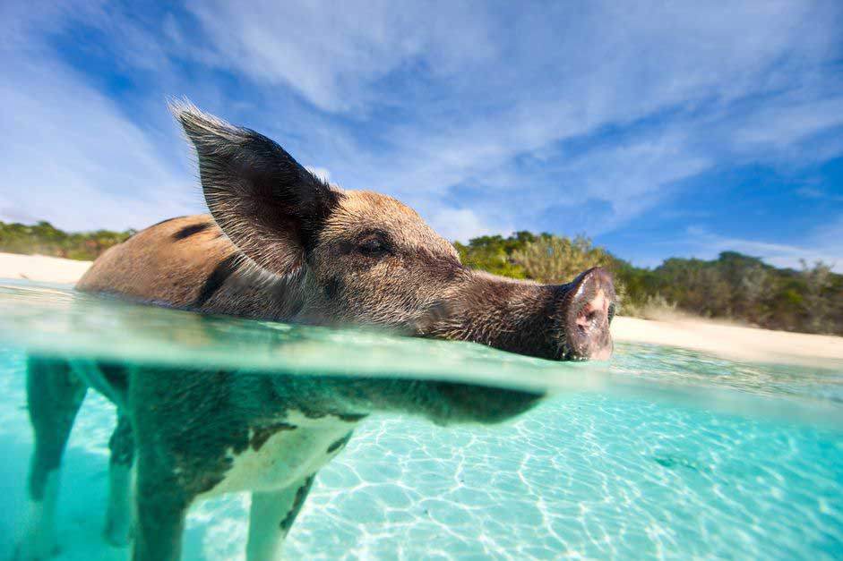 animale care iubesc vara