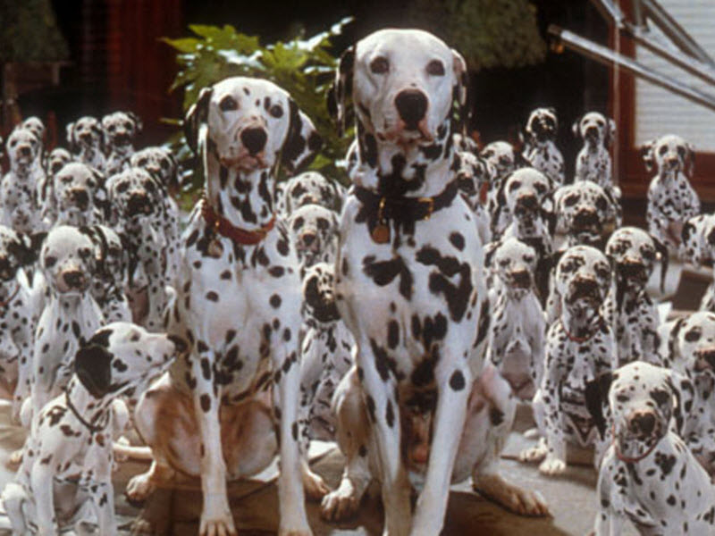 101 dalmatians